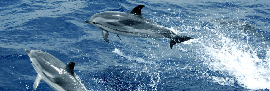 delfini volanti