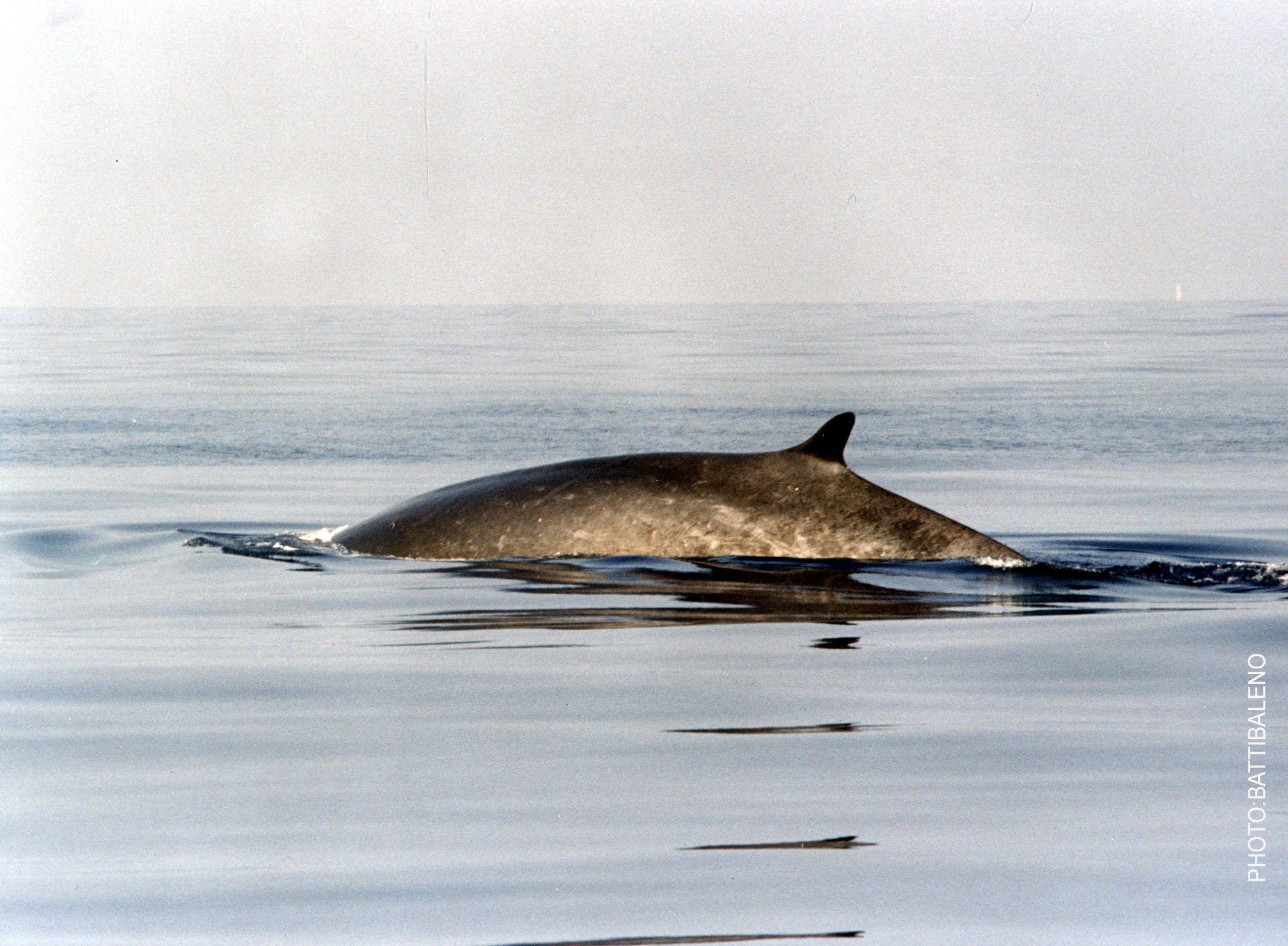 Balaenoptera Physalus